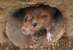 Broken sewer lines often exacerbate rodent problems.