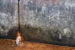Water trickles from a crack in a concrete wall, with green moss growing around the damp area. The scene conveys a sense of decay and nature reclaiming space.