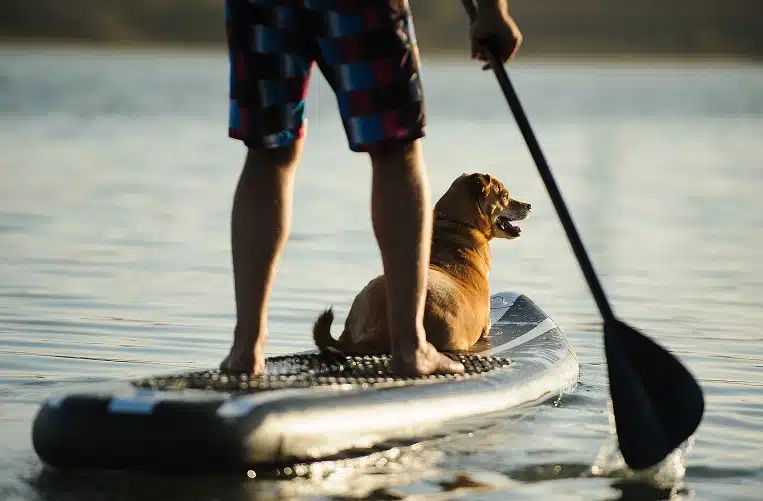 a person engaging in stand-up paddleboarding with their dog in Norris
